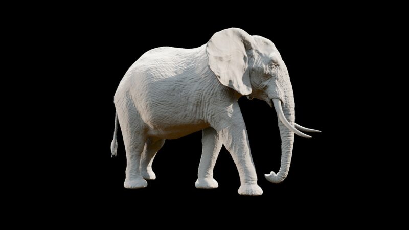 African elephant 3d Model - Image 2
