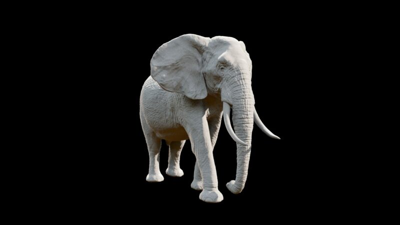 African elephant 3d Model - Image 3