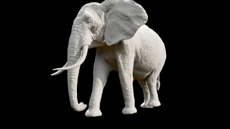 African elephant 3d Model - Image 4
