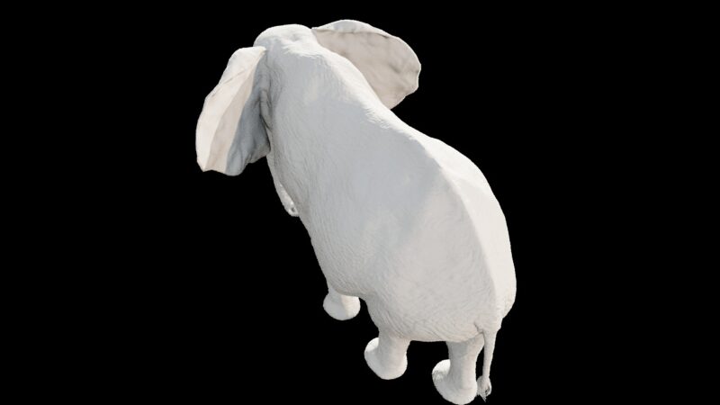 African elephant 3d Model - Image 5