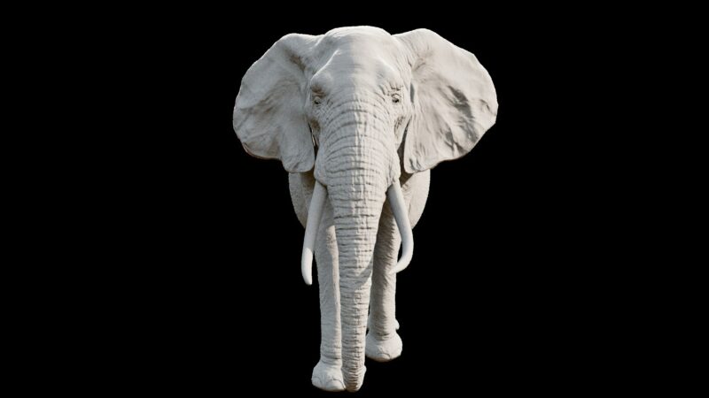 African elephant 3d Model - Image 6