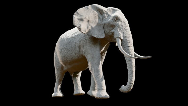 African elephant 3d Model - Image 7