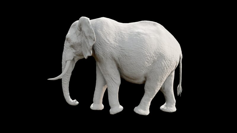African elephant 3d Model - Image 8