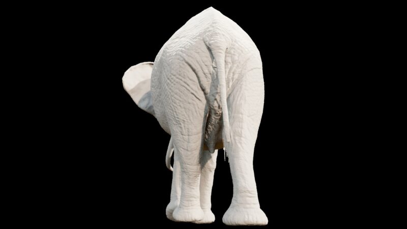 African elephant 3d Model - Image 9