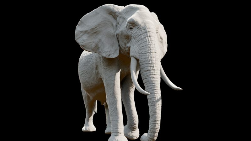 African elephant 3d Model - Image 11