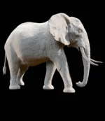 African elephant 3d Model