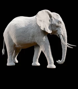African elephant 3d Model