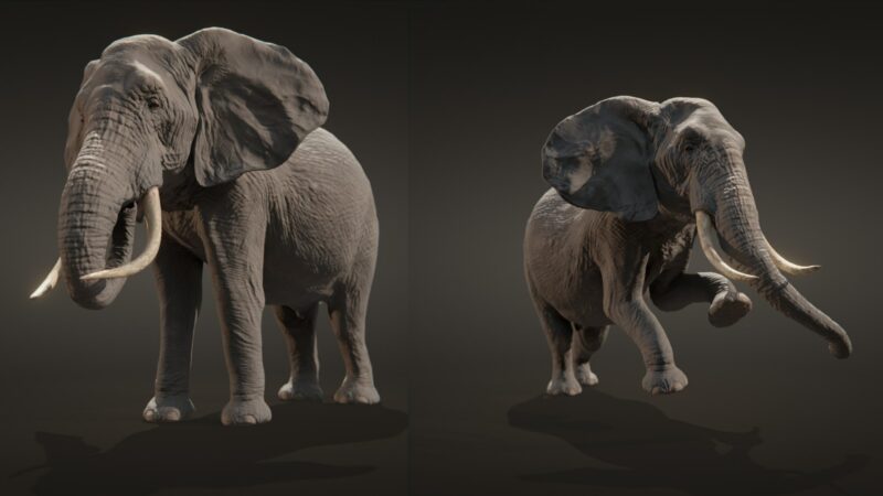 African elephant 3d Model - Image 12