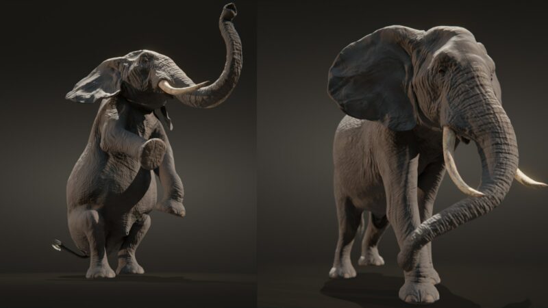 African elephant 3d Model - Image 13