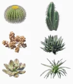 Bush Models - Bundle