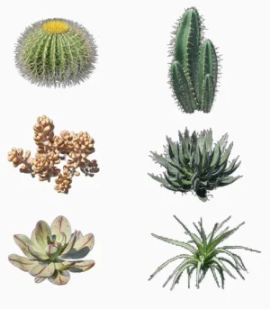 Bush Models - Bundle