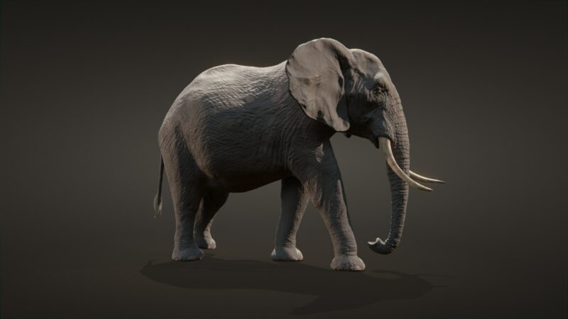 African elephant 3d Model - Image 16