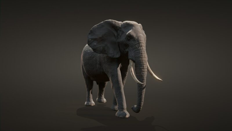 African elephant 3d Model - Image 17
