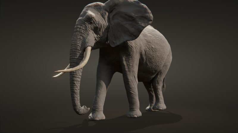 African elephant 3d Model - Image 18