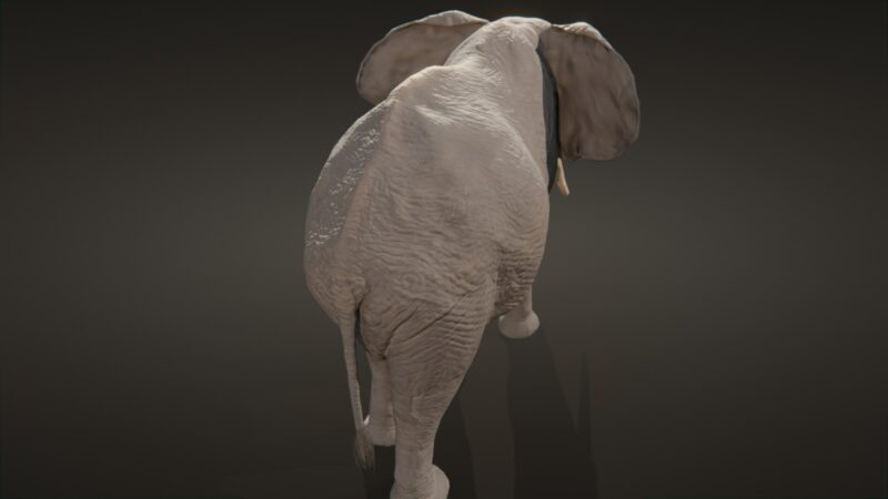 African elephant 3d Model - Image 19