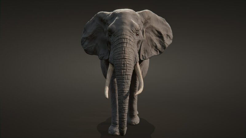 African elephant 3d Model - Image 21