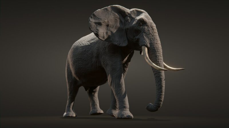 African elephant 3d Model - Image 22