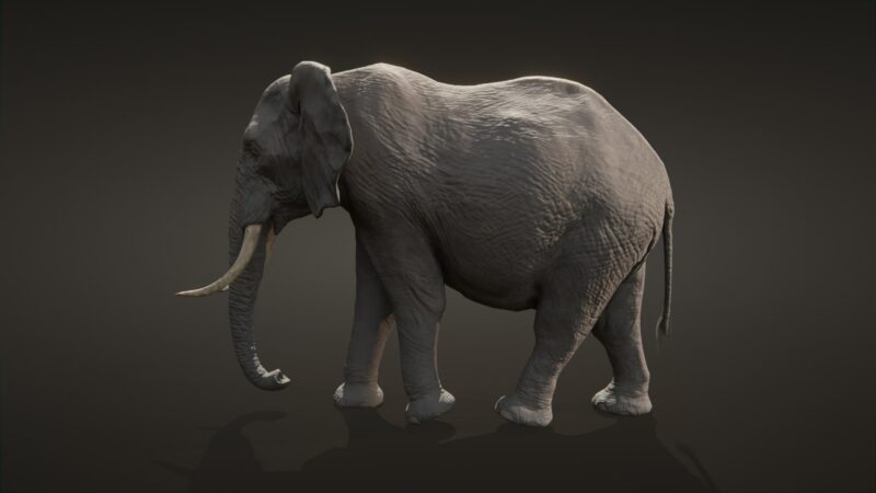 African elephant 3d Model - Image 23