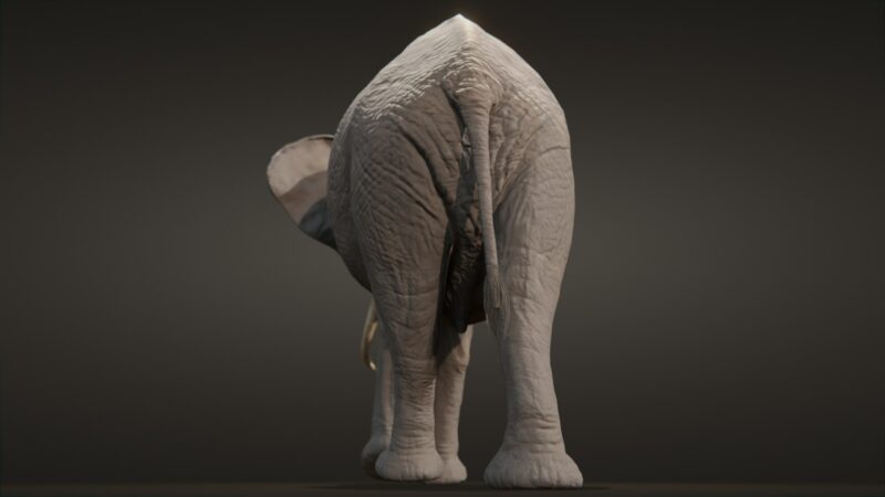 African elephant 3d Model - Image 24