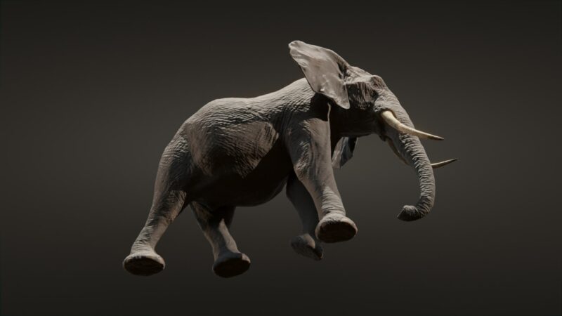African elephant 3d Model - Image 25