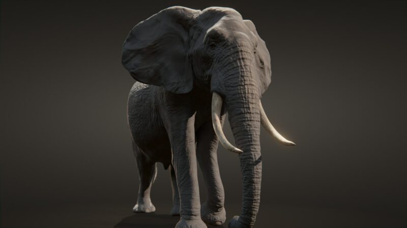 African elephant 3d Model - Image 26