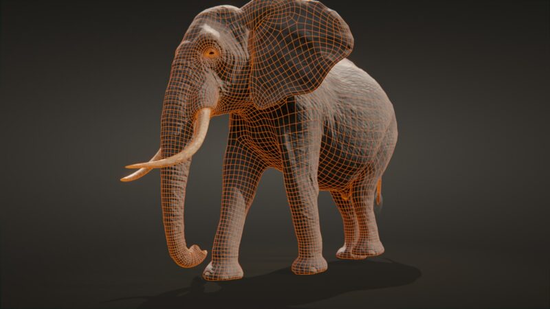 African elephant 3d Model - Image 29