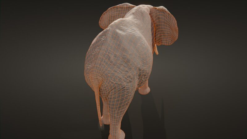 African elephant 3d Model - Image 30