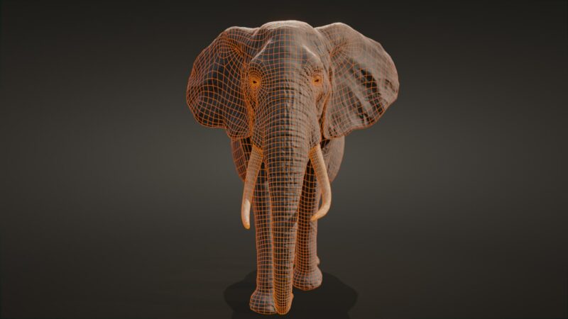 African elephant 3d Model - Image 32
