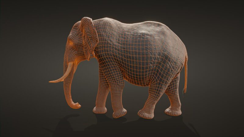 African elephant 3d Model - Image 34